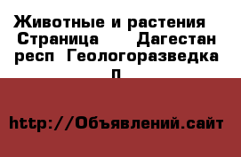  Животные и растения - Страница 14 . Дагестан респ.,Геологоразведка п.